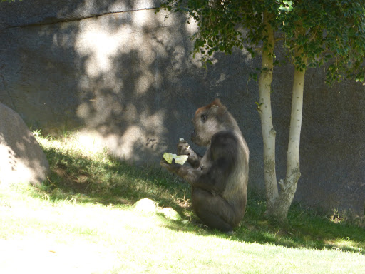 Gorilla Forest - Thumbnail