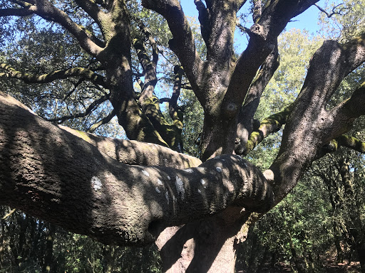 Alzina del Vent o Bonica