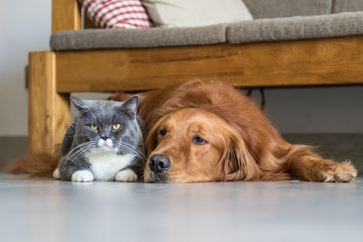 4 Paws Veterinary Hospital - Thumbnail