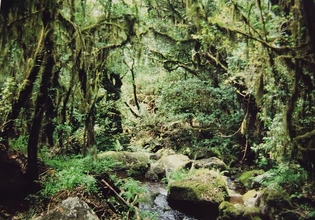 Parc national du Kilimandjaro