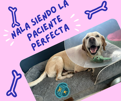 Peek Paws Clínica Veterinaria
