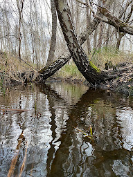 Photo n°6 de Les Quatre Bornes à Cabanac-et-Villagrains (Exploitation forestière)