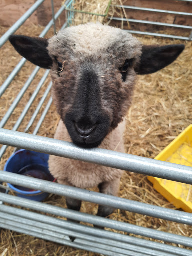 Glan-Y-Mor Farm - Thumbnail
