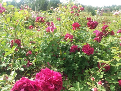 Rozītes, Kolekcijas dārzs | dailasrozes.lv