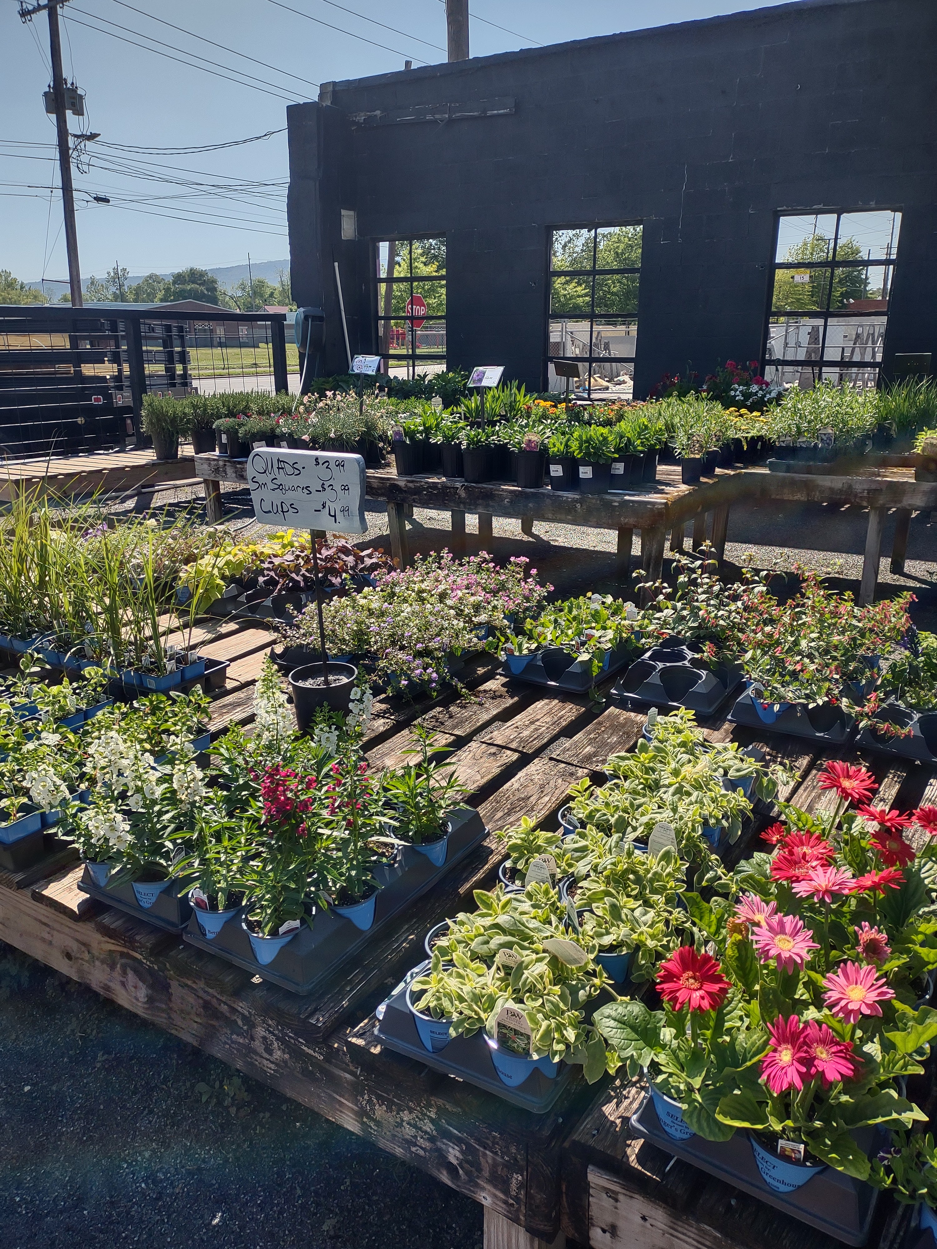 The Backyard Nursery