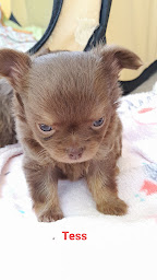 Photo n°20 de Élevage des anges d'Aria chihuahua à Savasse (Garde d'animaux de compagnie)