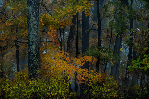 William Fields Art Photo