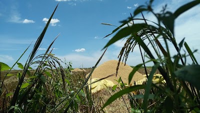 Photos of Hayleys Agro Farms Seed Paddy Warehouse