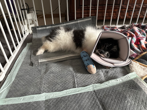 Poulsbo Animal Clinic - Thumbnail