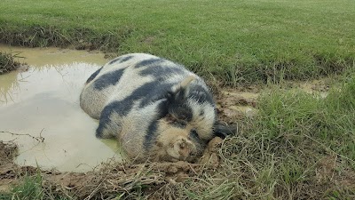 Photos of Scrumpy Jack's