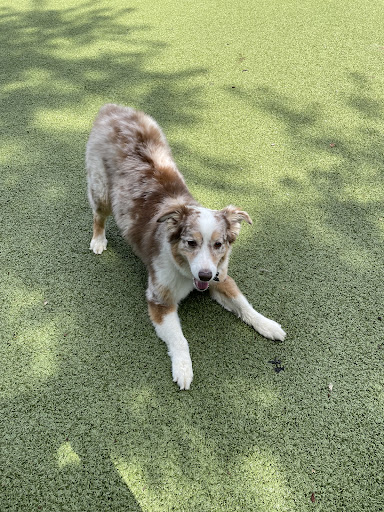 Park Your Paws - Boarding, Grooming, Day Camp - United States