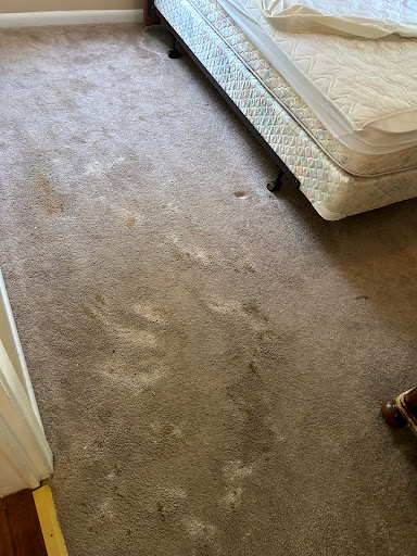 Capital Carpet Cleaning & Flood Restoration - Thumbnail