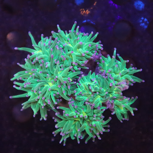 Corals World - Visual
