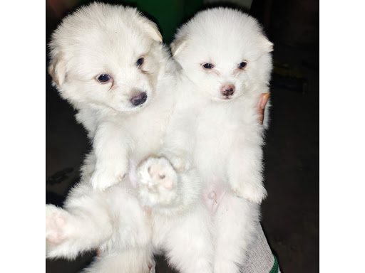 Indian spitz puppy Available 🐩 contact no. :- 7509530280. location indore mp 🌎 post image