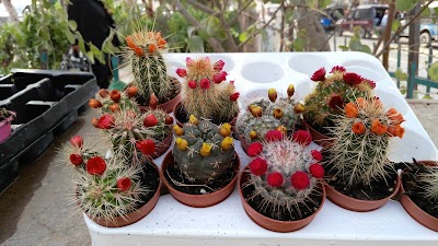 Photos of Essaouira Market