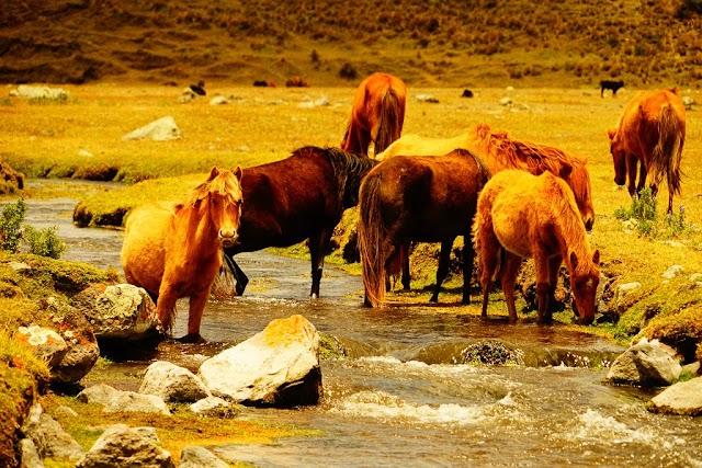 Parc National du Cotopaxi