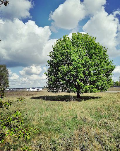 MF Projects dendrolog 🌳