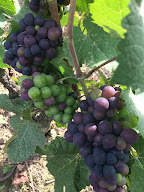 Champagne Blaise Laroche à Vauciennes