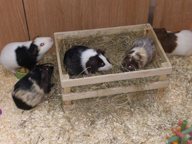 Reviews of Pets at Home Arnold in Nottingham - Shop