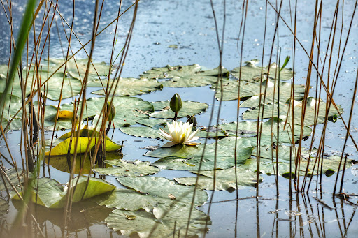 Biotopo di Lago Pudro - Thumbnail