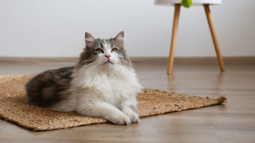 CATROGATOS - Visual