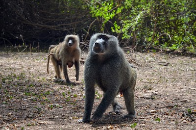 Photos of Awash National Park