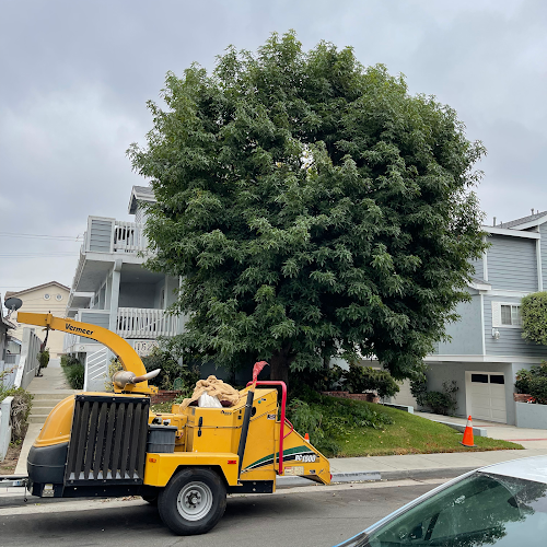 Redwood Tree and Landcare