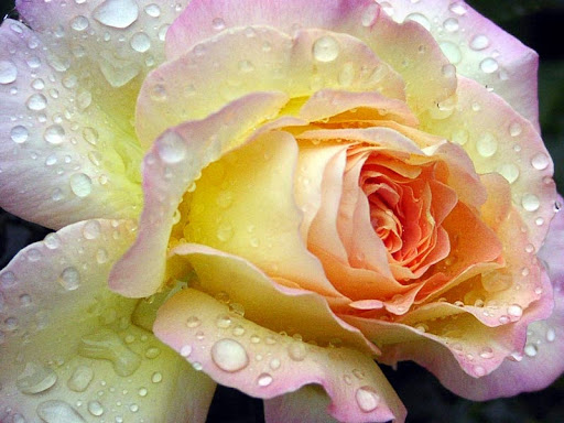 Blumen - Faust - Visual