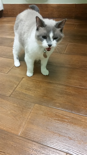 Island Animal Hospital in Merritt Island - Thumbnail