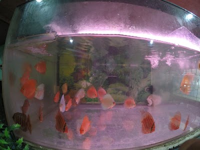 Photos of Irfanna Aquarium
