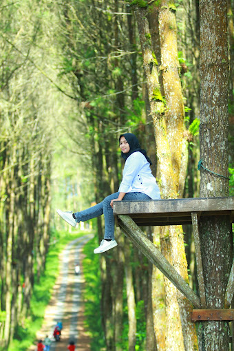 Hutan Pinus Kragilan, Magnet Baru Wisata Magelang