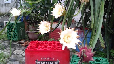 Photos of Lapangan Mangli (Lokasi 1)