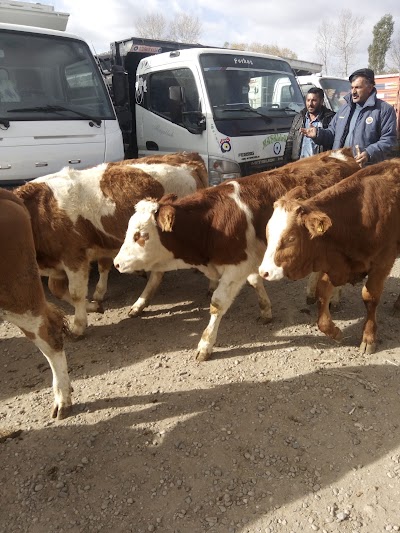 Photos of Araslar Oto Bakım