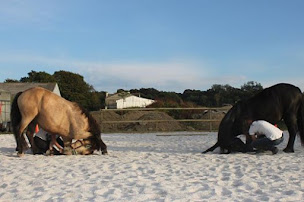 Photo n°10 de Centre Equestre de Keravel - Poney Club - Cheval Club - Pensions / Quimper - Finistère - Bretagne à Edern (Service de tours de poneys)