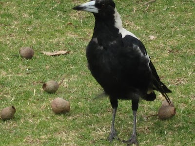 Photos of Serpentine National Park