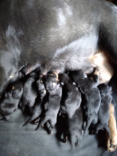 Farriervet - Visual