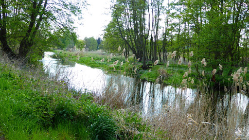 Niederoderbruch - Visual