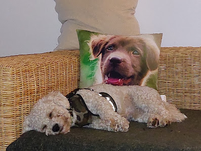 Hundepension Sachsenwald - Urlaubsbetreuung für kleine Hunde Sackgasse ohne Wendemöglichkeit, Schönauer Weg 6a, 21465 Reinbek, Deutschland