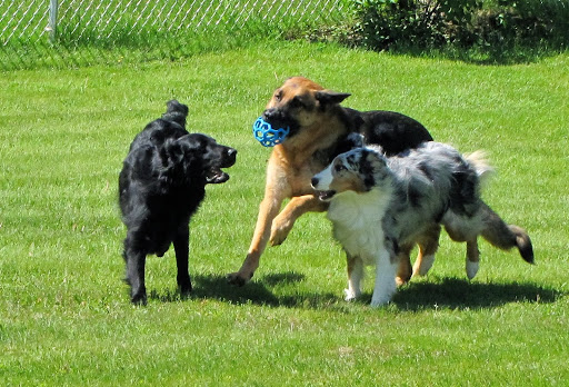 Shangri-La Kennels