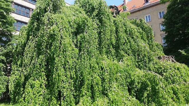 Lower Silesian Film Center