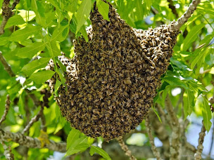 Photo n°18 de Stop Guêpes & Frelons à Lannemezan (Service d'extermination des nuisibles)