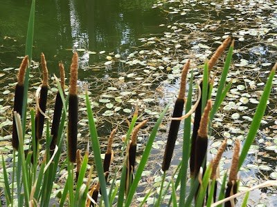 Dipsizgöl Nature Park