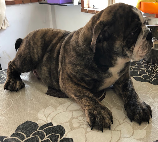 GOLD BULLDOGS KENNELS