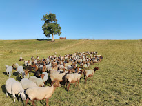 Ferme Paysanne des Cheigneux à Tréfols