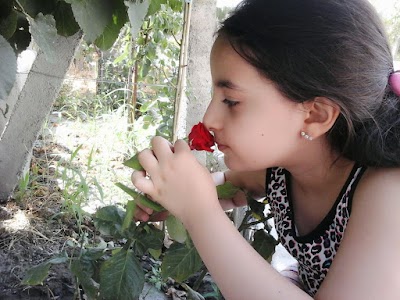 Photos of Reza Samadi's Garden