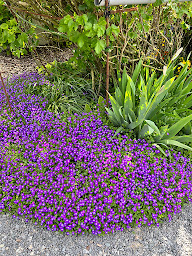 Photo n°23 de Pourquoi Pas? Café à Regnéville-sur-Mer (Café)