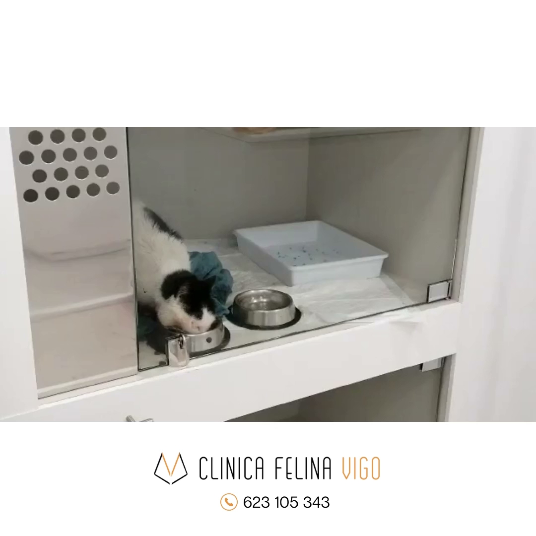 Clinica Felina Vigo (Vigo)
