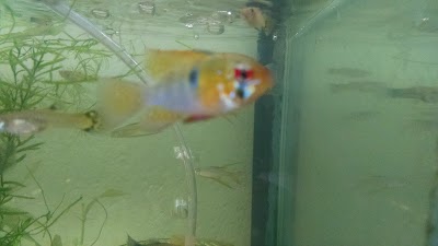 Photos of Aqua Bio Peces Ornamentales