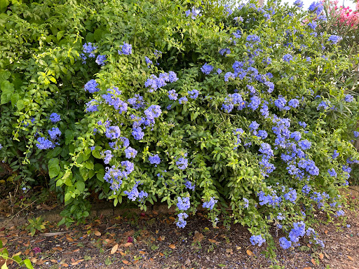 Masainas - Thumbnail