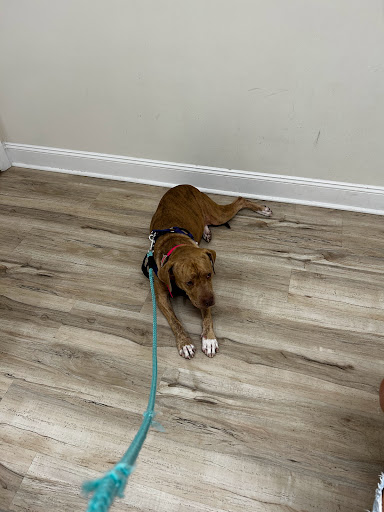 Pet Health Center Lynn Haven - Thumbnail